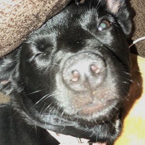 Meet your Posher, Abi